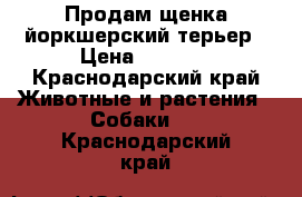 Продам щенка йоркшерский терьер › Цена ­ 5 000 - Краснодарский край Животные и растения » Собаки   . Краснодарский край